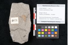 Foto (Objekt + Etikett) von Zizyphus paradisiacus Unger (NHMW-GEO-2024-0188-6671)